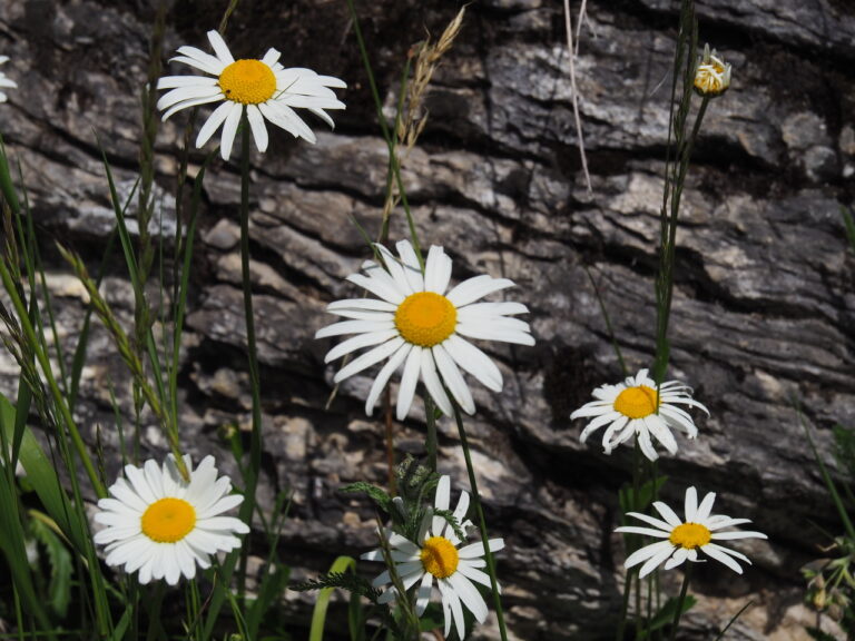 zonnige margrietjes